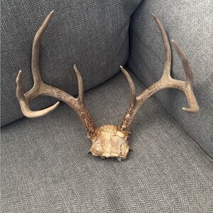 Texas White Tail Deer Antler8 pointer